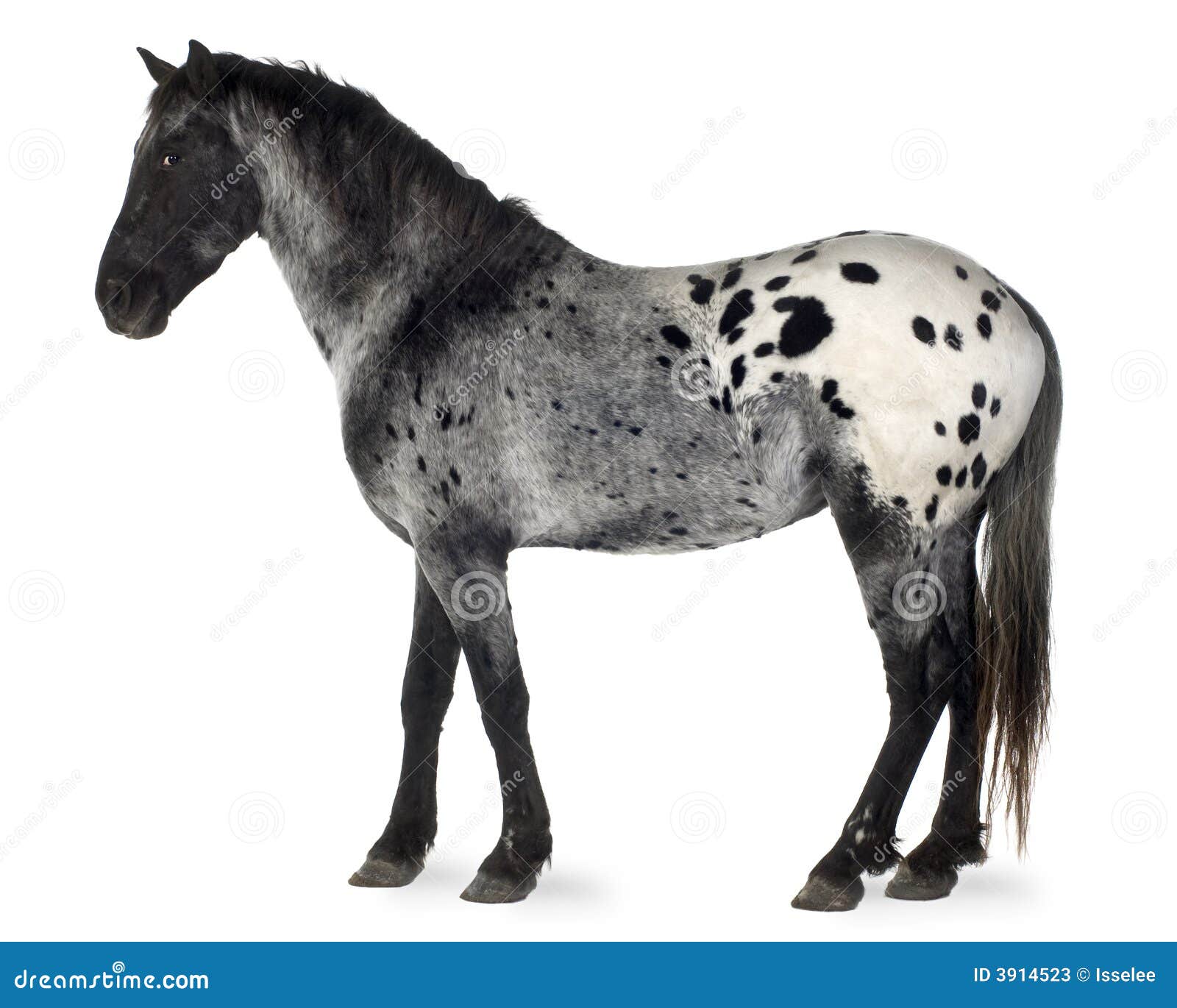 Old Appaloosa horse Stock Photo - Alamy