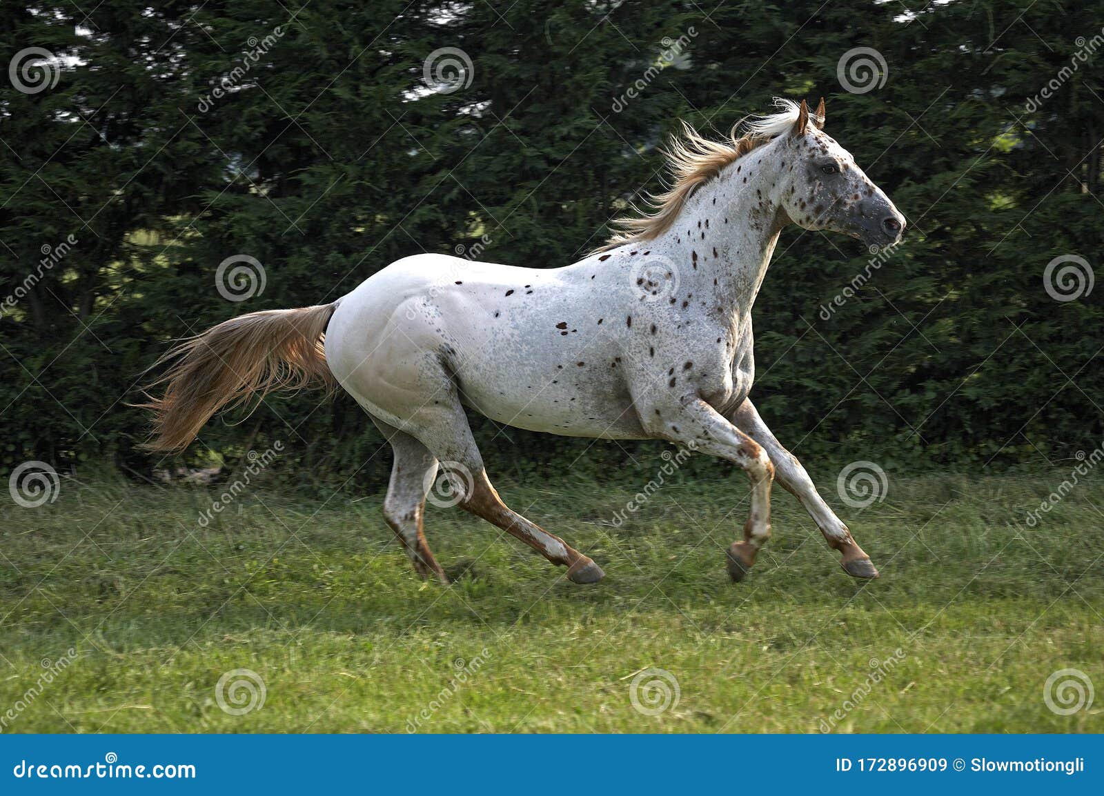 Appaloosa Horse Digital Download Print Horse Photography 