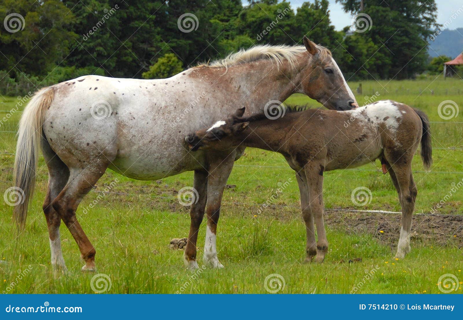 appaloosa mare & foal