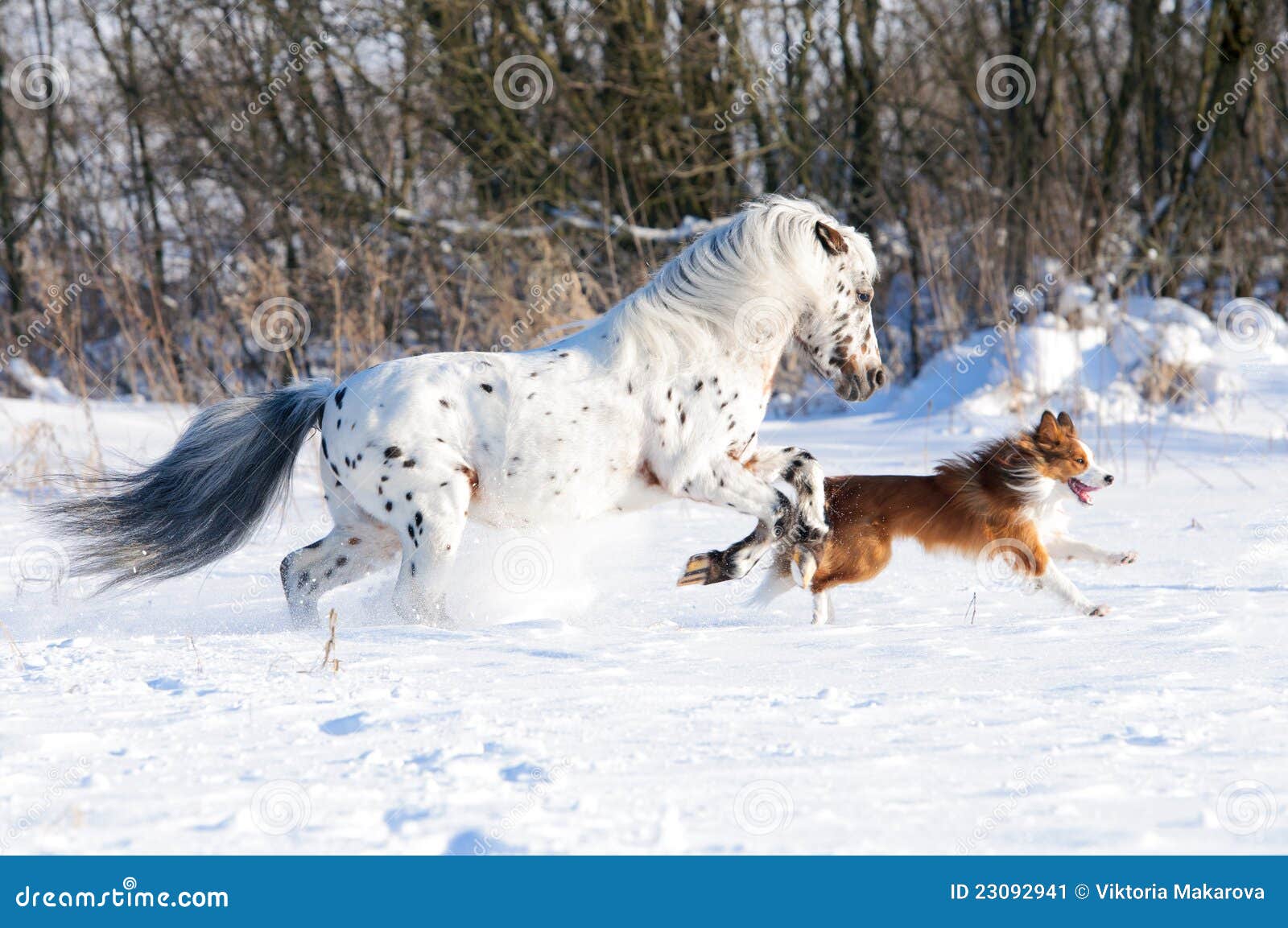 Appaloosa Pony and Border Collie in Winter Stock Image Image of speed