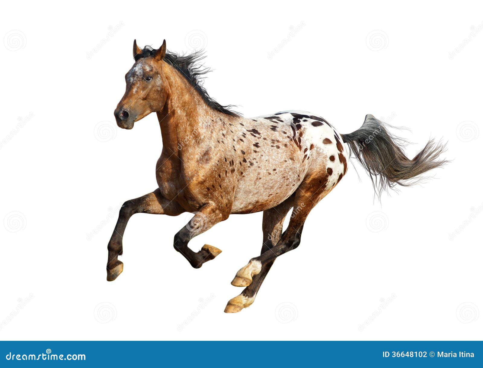Stock Horse Stallion, Bay Appaloosa