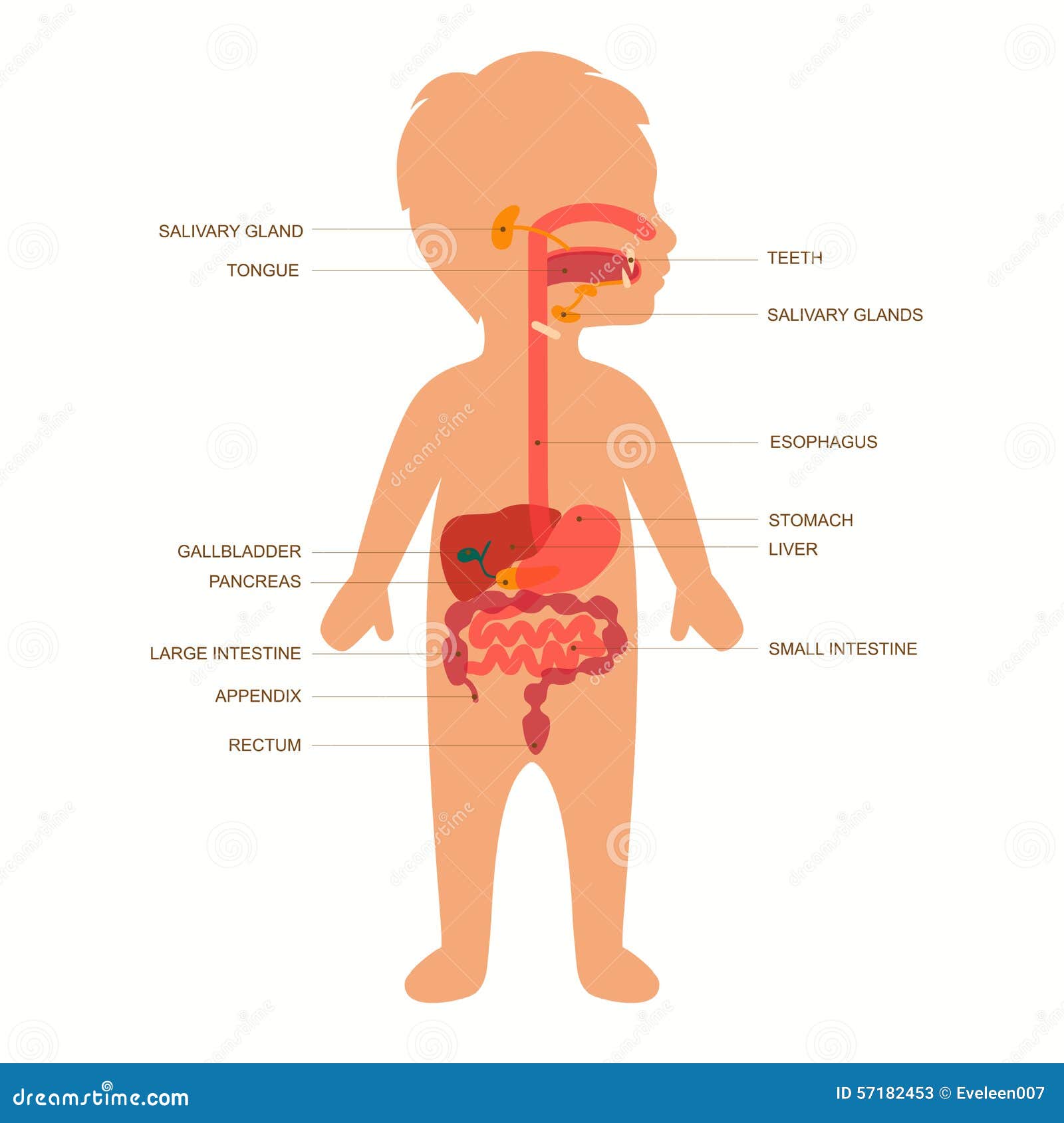 Apparato Digerente Illustrazione Vettoriale Illustrazione Di Bambino