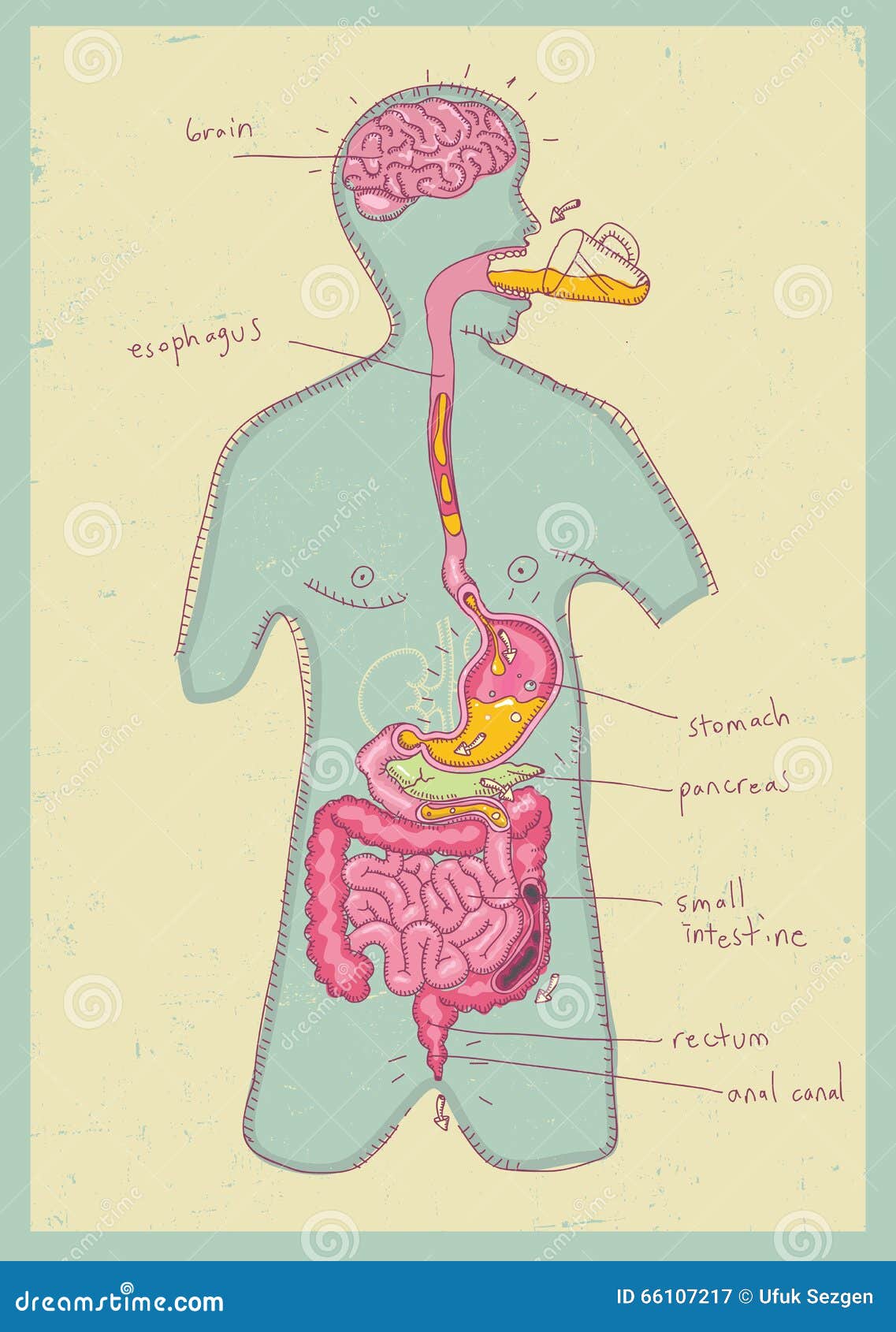 Apparato Digerente Umano Dell Illustrazione Di Vettore Per I Bambini Illustrazione Di Stock Illustrazione Di Sano Digestivo