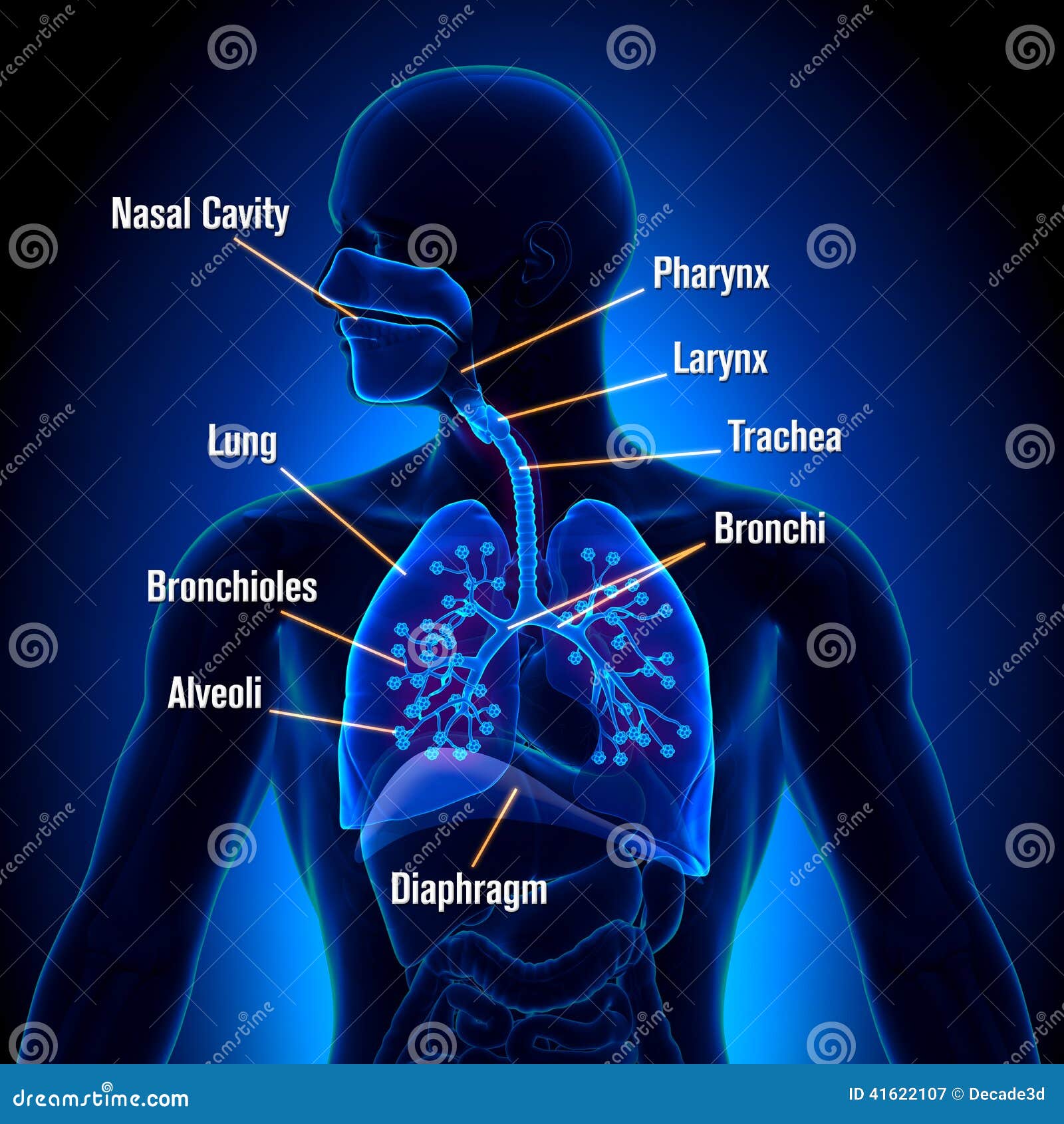 Appareil Respiratoire - Vue D'anatomie De Poumons Illustration Stock -  Illustration du sain, physiologie: 41622107