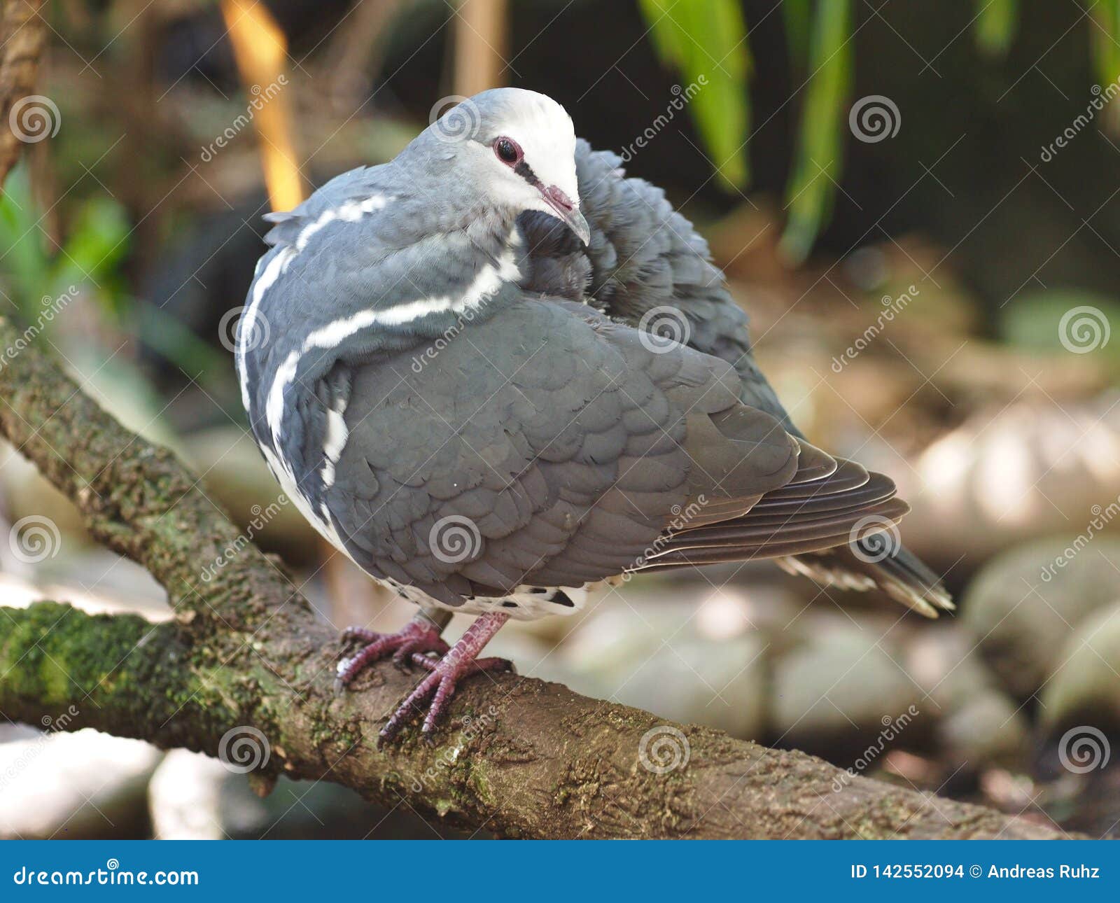 appealing wonga pigeon preening its plumage.