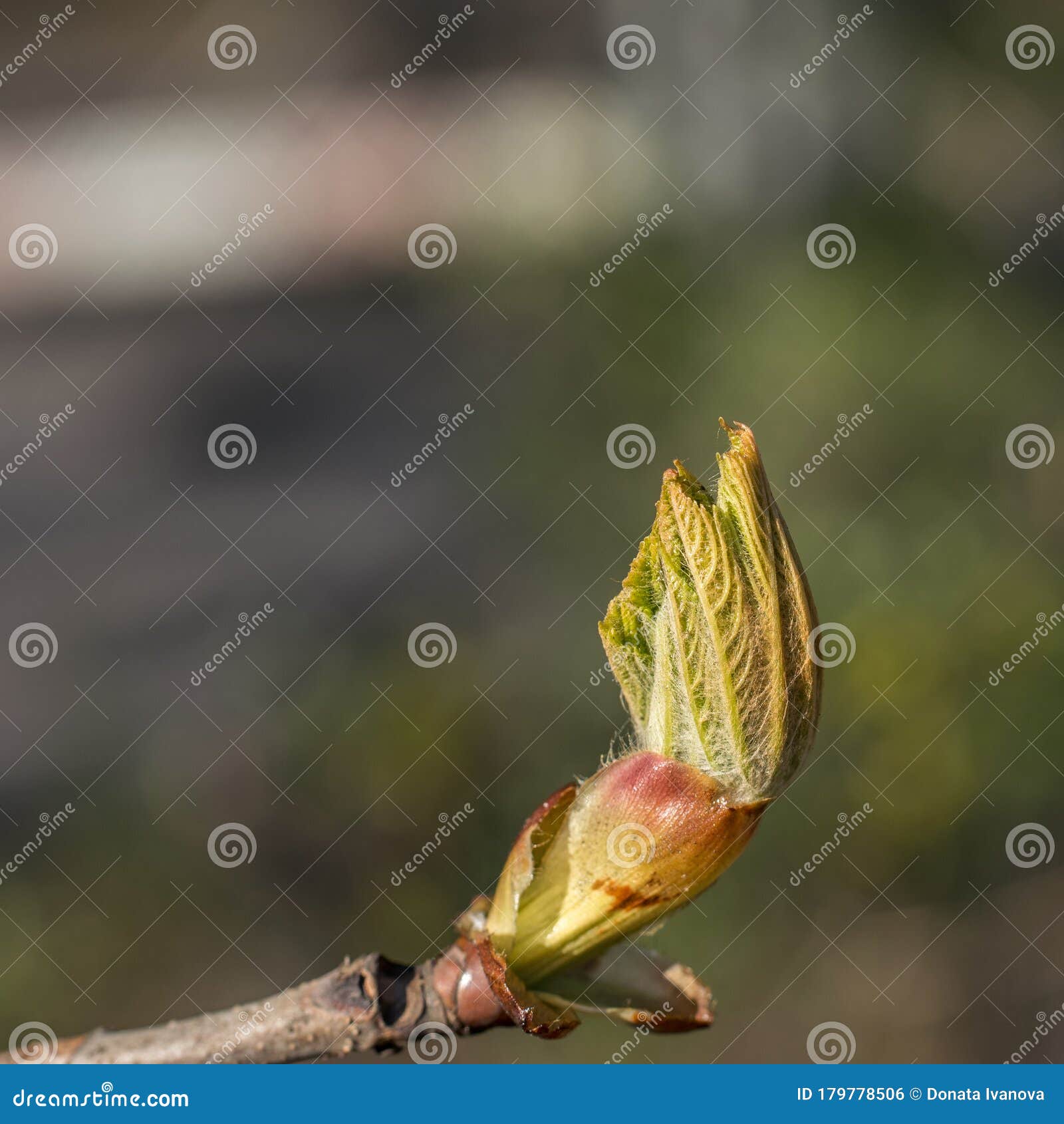 The Appearance of the First Young Leaves from the Chestnut Kidney