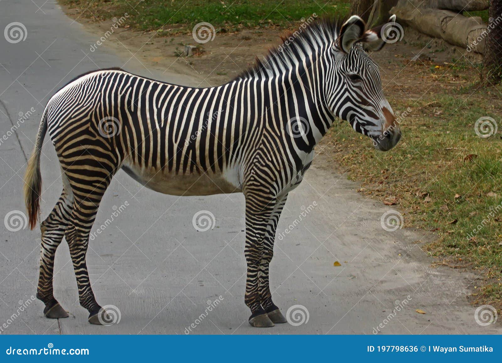 The Appearance of a Gallant Zebra. Stock Photo - Image of field, animal:  197798636