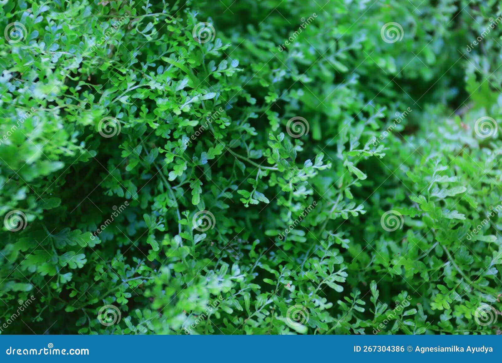 Appearance from Green Small Leaf Plants Stock Photo Image of flower