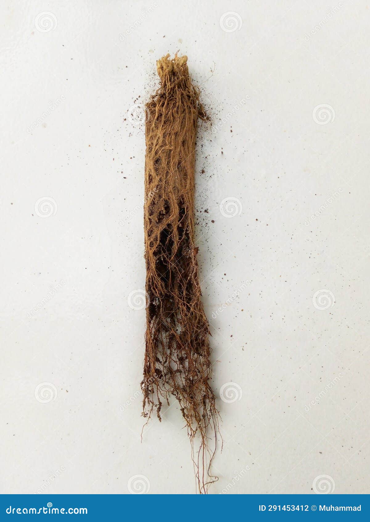 Appearance of Roots Trapped in Water Pipes Stock Photo Image of roots