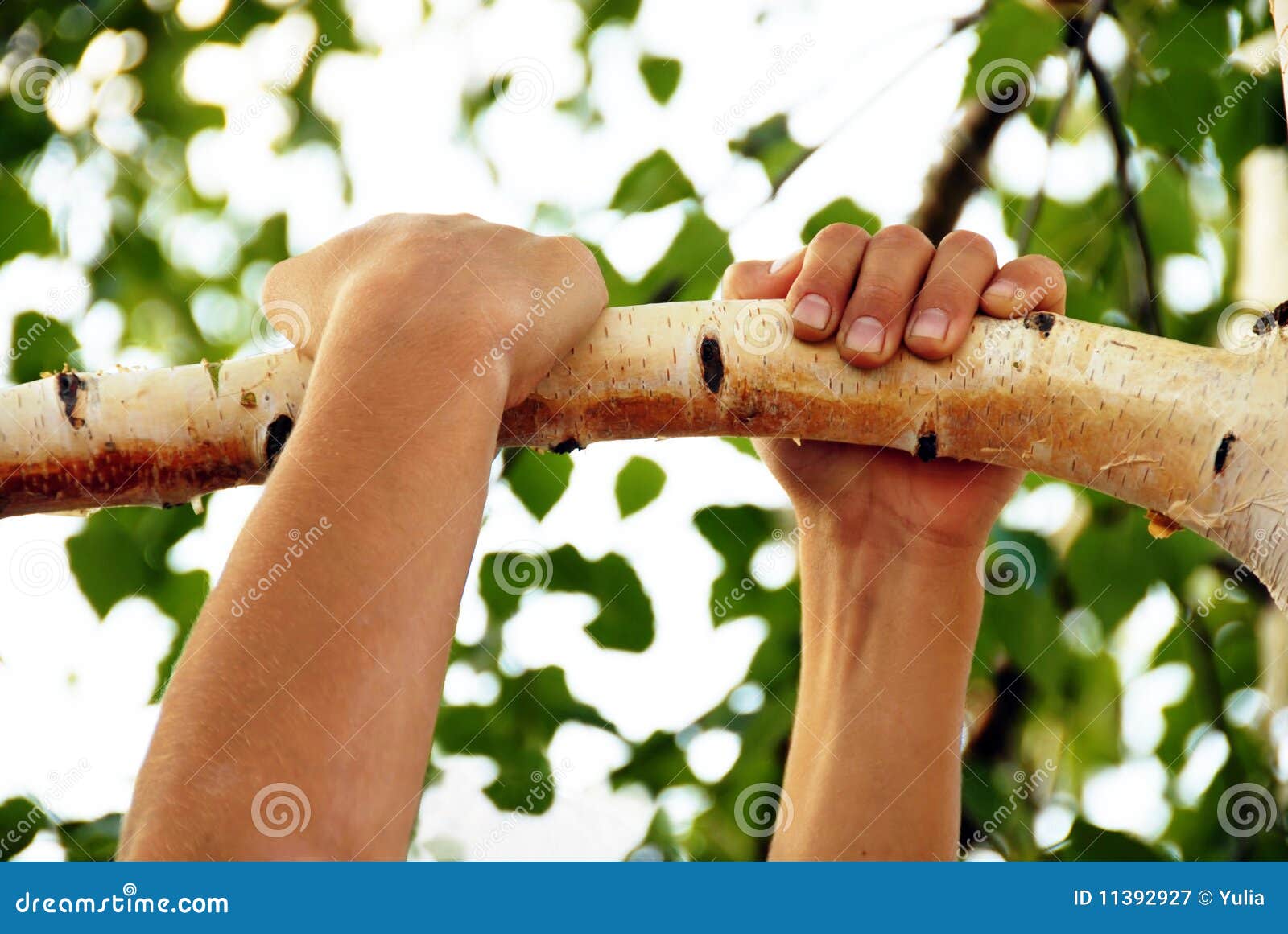 Висит на березки. Рука держится за ветку. Дерево в руках. Человек висит на ветке. Береза и рука.