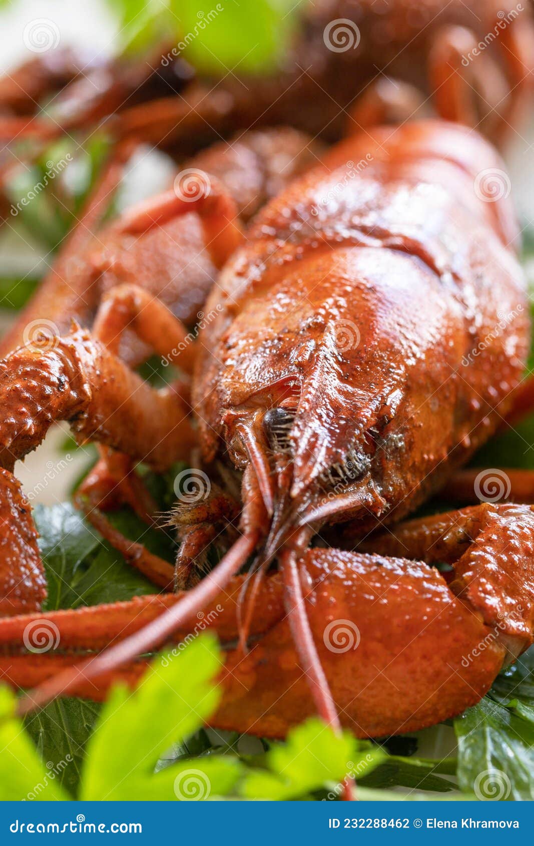 Appetizer Protein. Boiled Crawfish Close Up and Parsley Leaves Stock