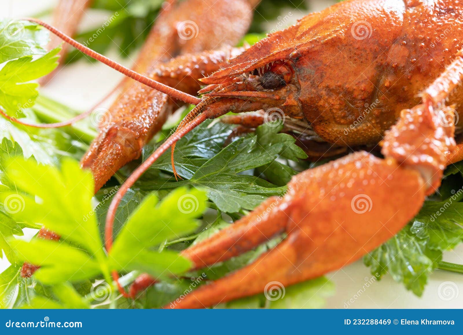 Appetizer Protein. Boiled Crawfish Close Up and Parsley Leaves Stock