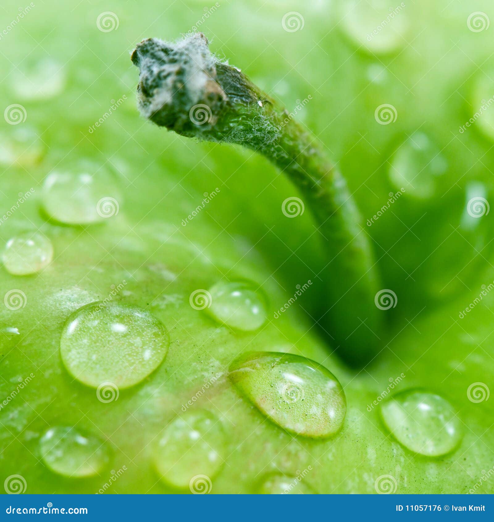 Apple. Maçã verde com gota da água