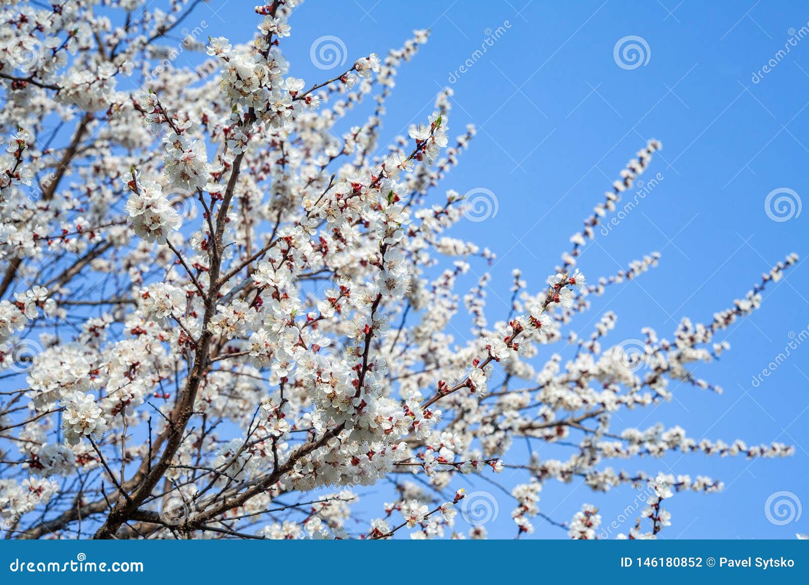 Apple Bl?hen, Apfelbaum Im Garten Stockfoto Bild von grün, schönheit