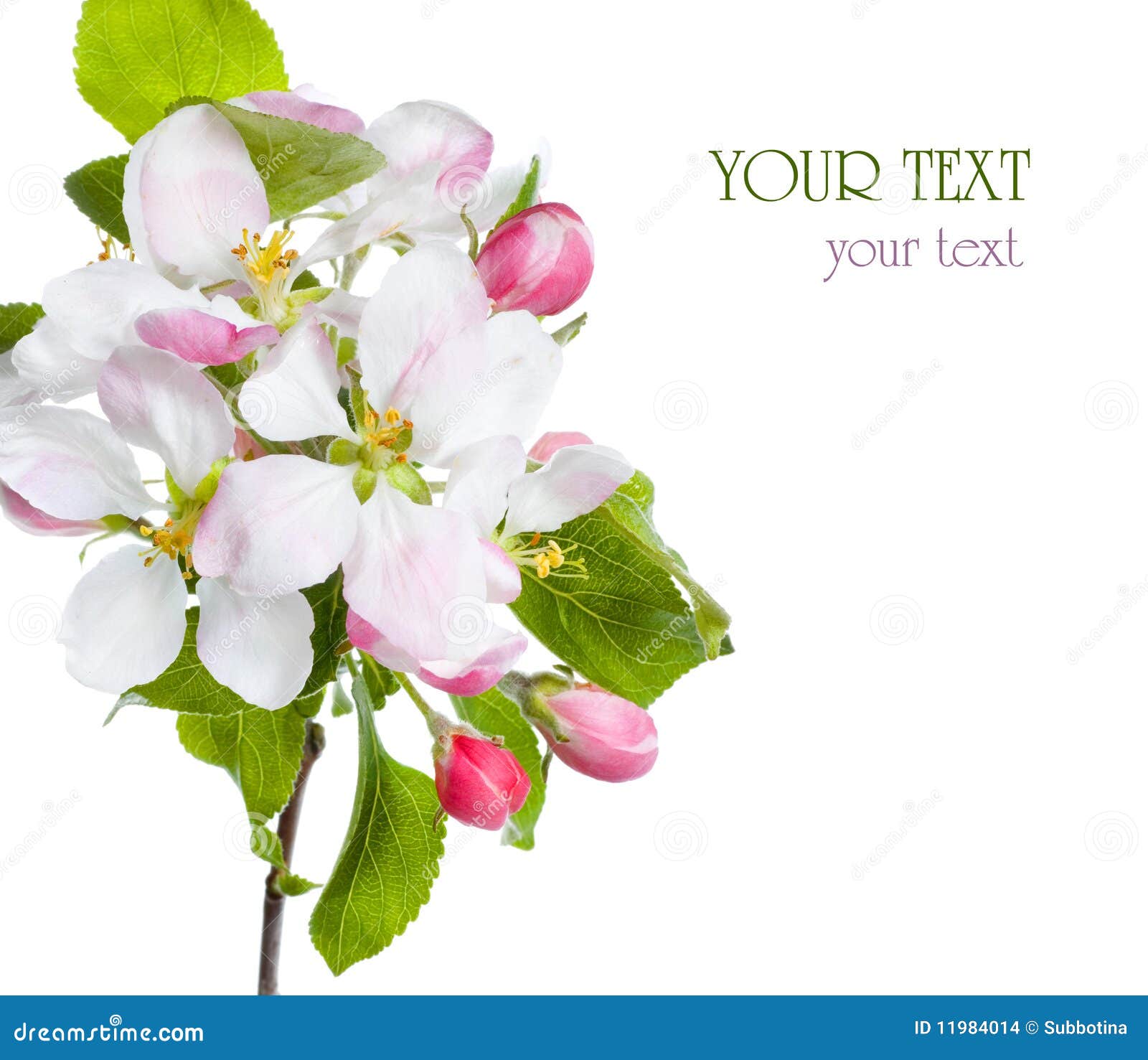 apple blossom stock photo
