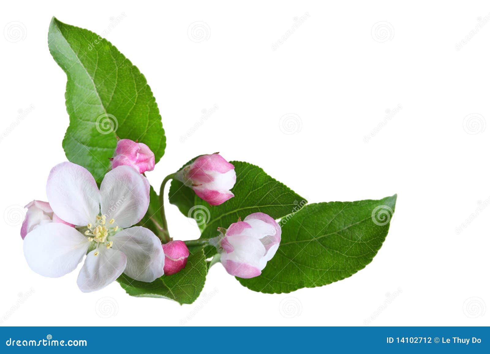 Apple Blossom stock photo. Image of tree, closeup, uncultivated 14102712