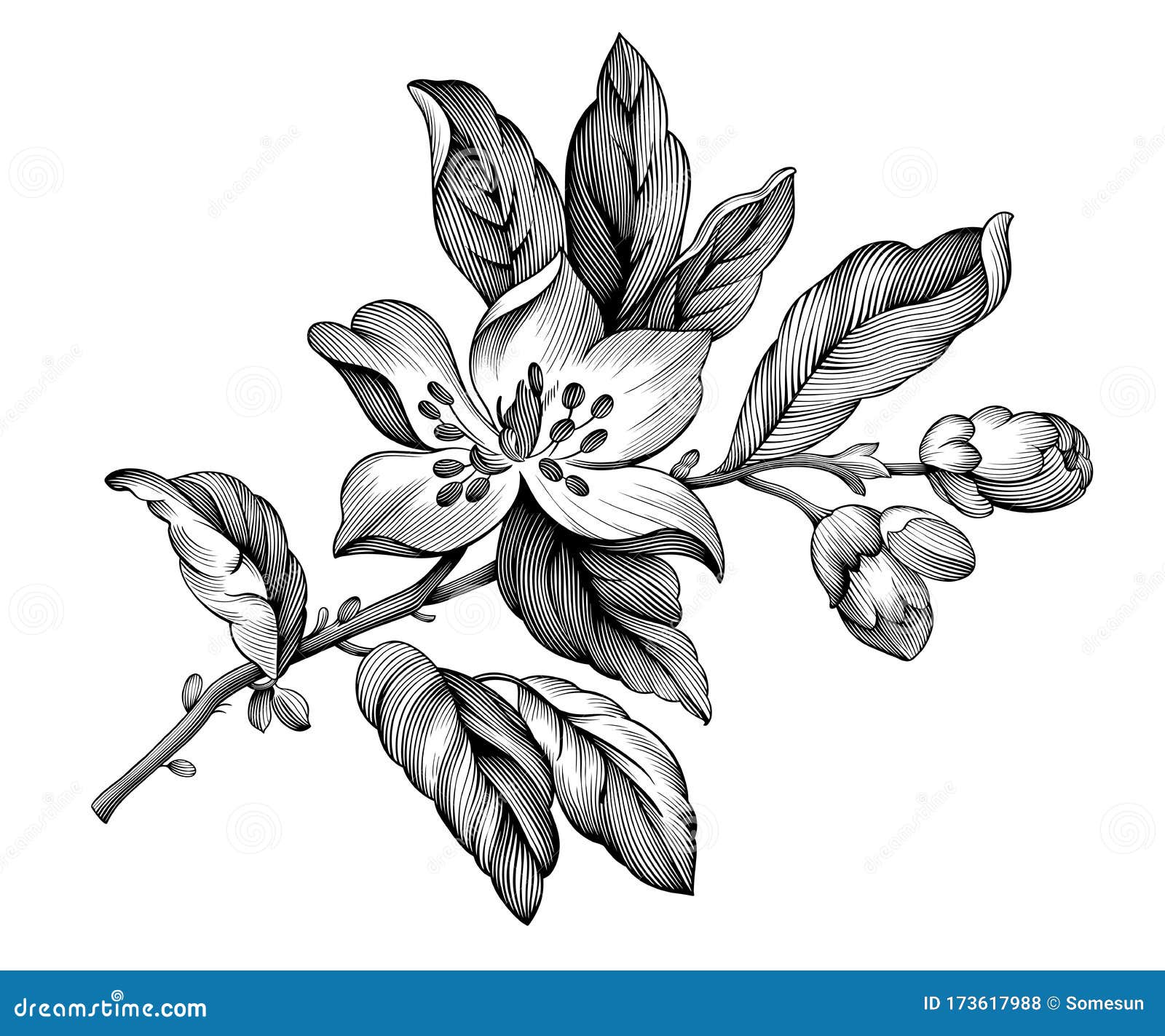 apple blossom vintage floral spring branch rose sakura cherry flowers. black and white engraved botanical  .  fi