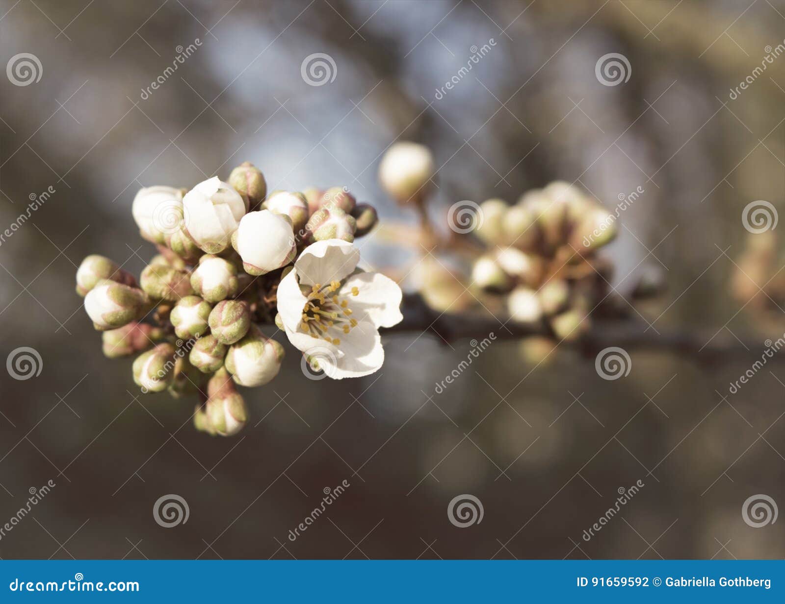 apple blossom branch with budding flowers.
