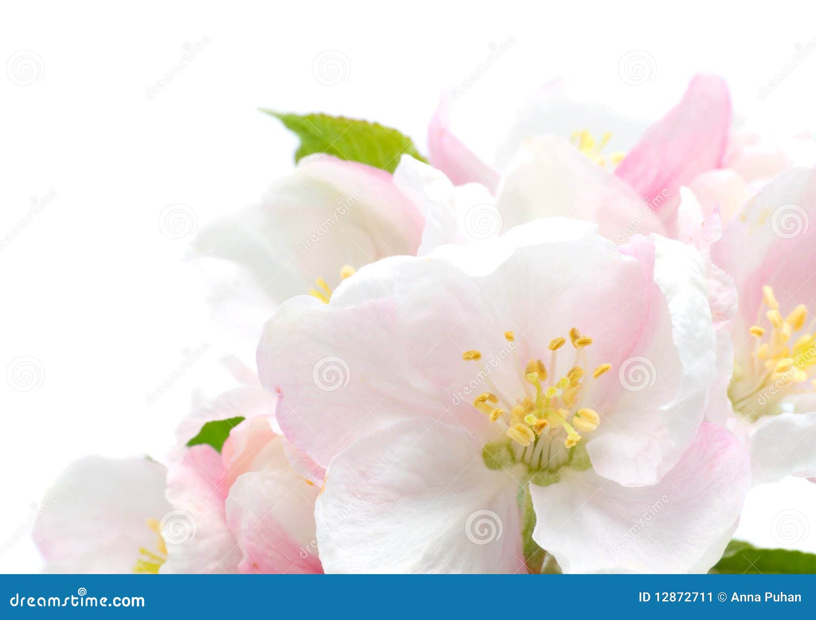 Apple Blossom Malus `Red Delicious` Stock Image 118068313