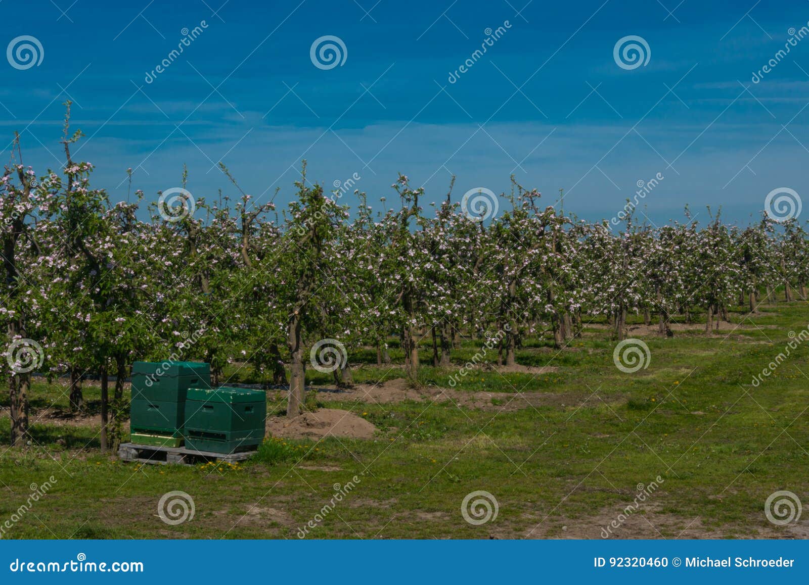 Apple blossom in a field with apple trees im Alten Land germany
