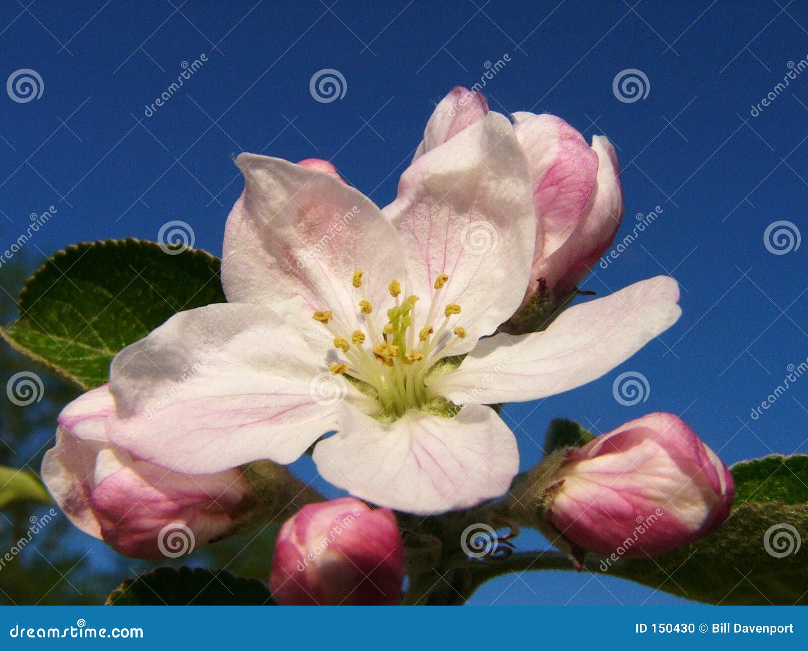 Apple Blossom Full stock photo. Image of pink, flower, pretty 150430