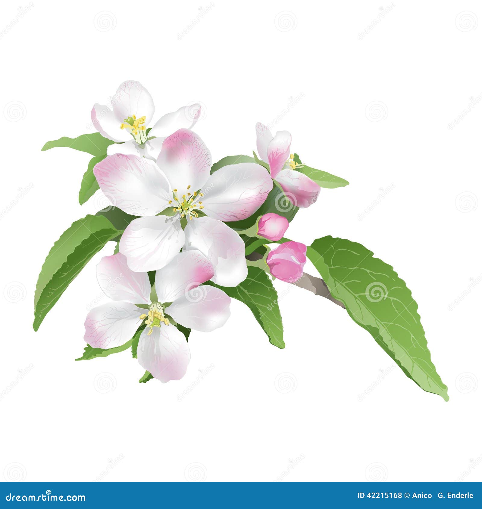 Appleblossom stock vector. Illustration of domestica 42215168