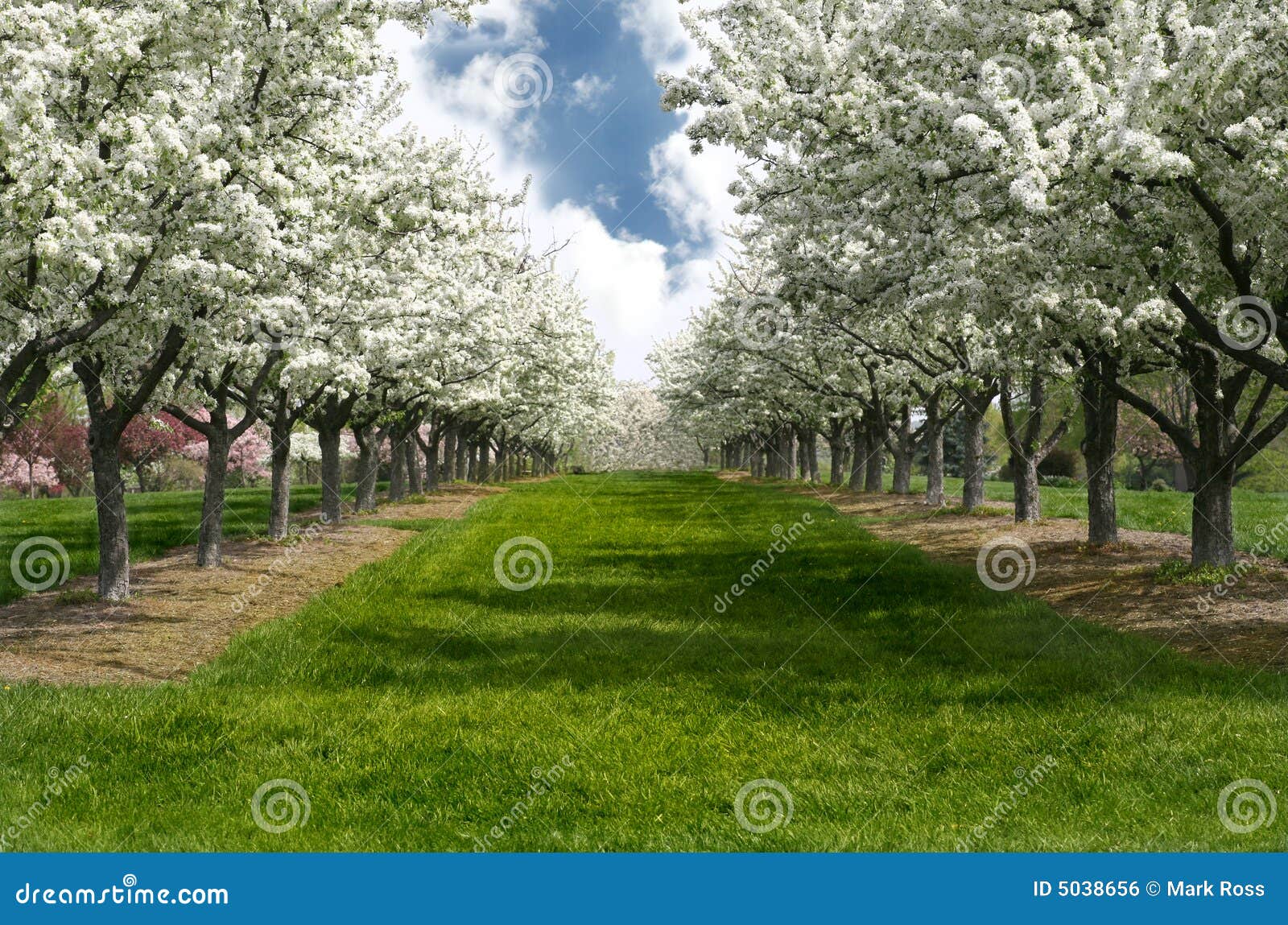 Apple Blossom Lane stock photo. Image of lawn, blossom 5038656