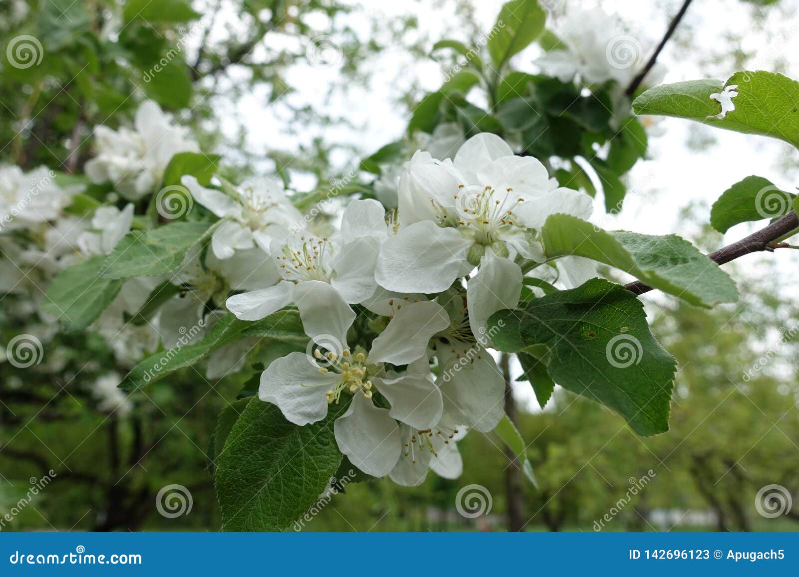 Apple Blossom in Late April Stock Image Image of flower, green 142696123