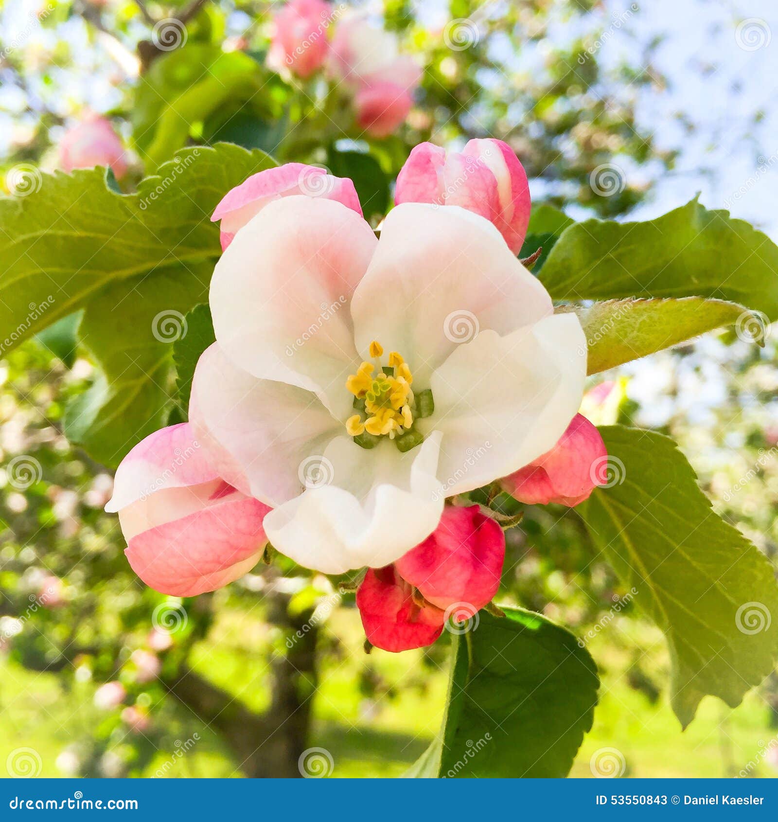 Apple blossom season stock image. Image of tree, agriculture 53550843
