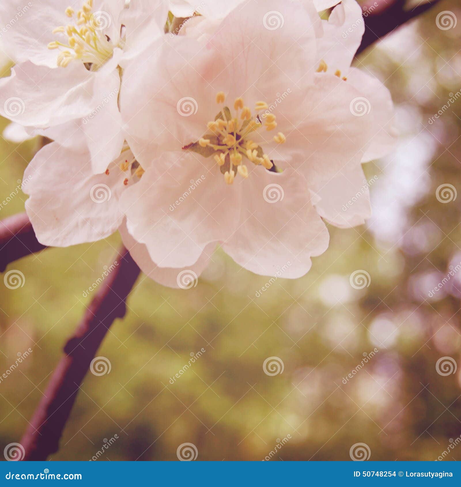 Apple Blossom Time. Blossoming Apple Flowers in Spring Retro Filter