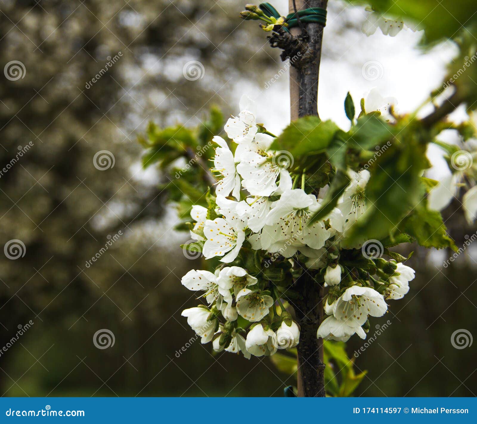 Apple Blossom On Tree Branch During Sprintime In Sweden Stock Image Image Of Beauty Peaceful Apple Blossom On Tree Branch During Sprintime In Sweden Stock Image Image Of Beauty Peaceful