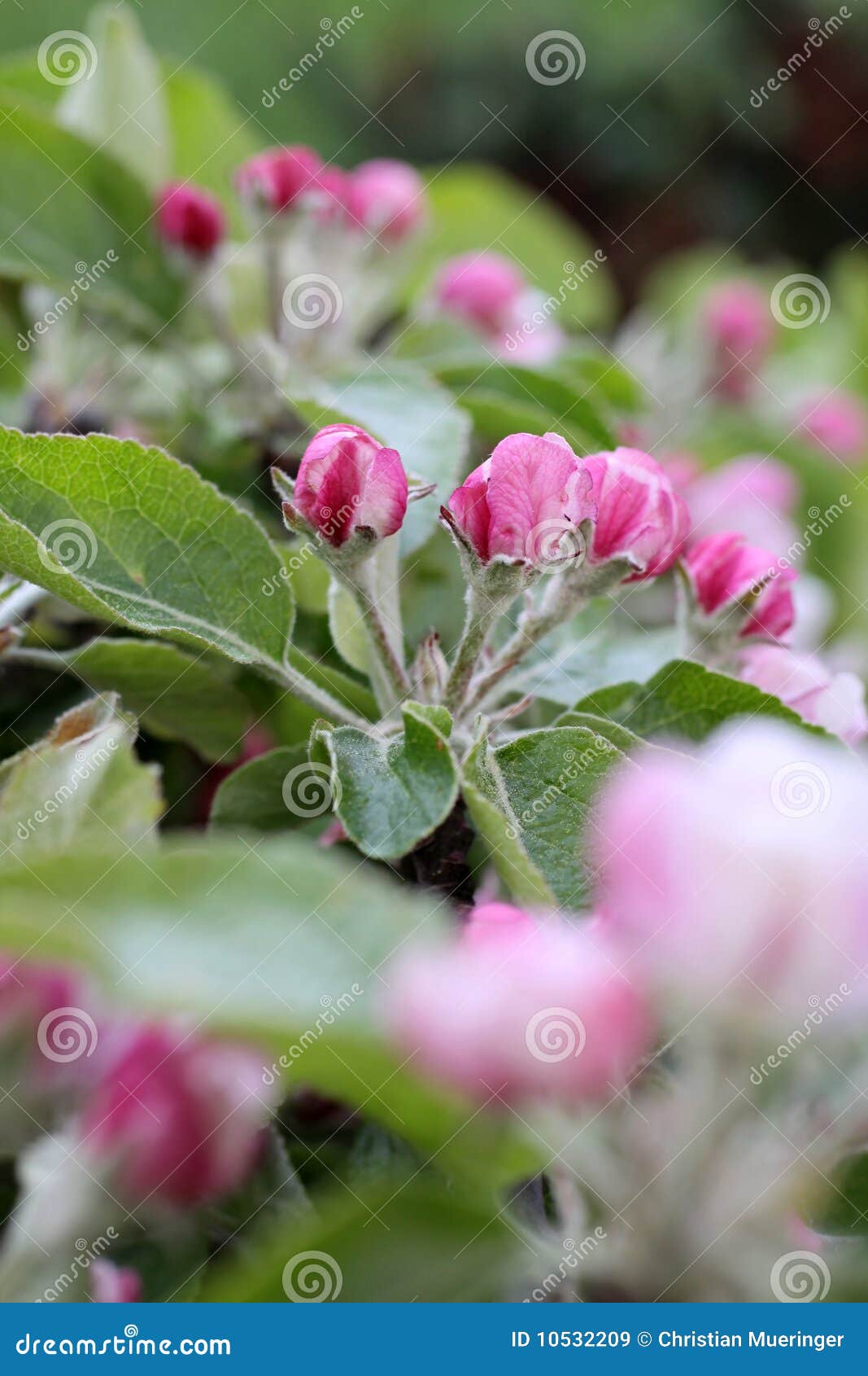 Apple blossoms stock image. Image of outdoors, orchard 10532209