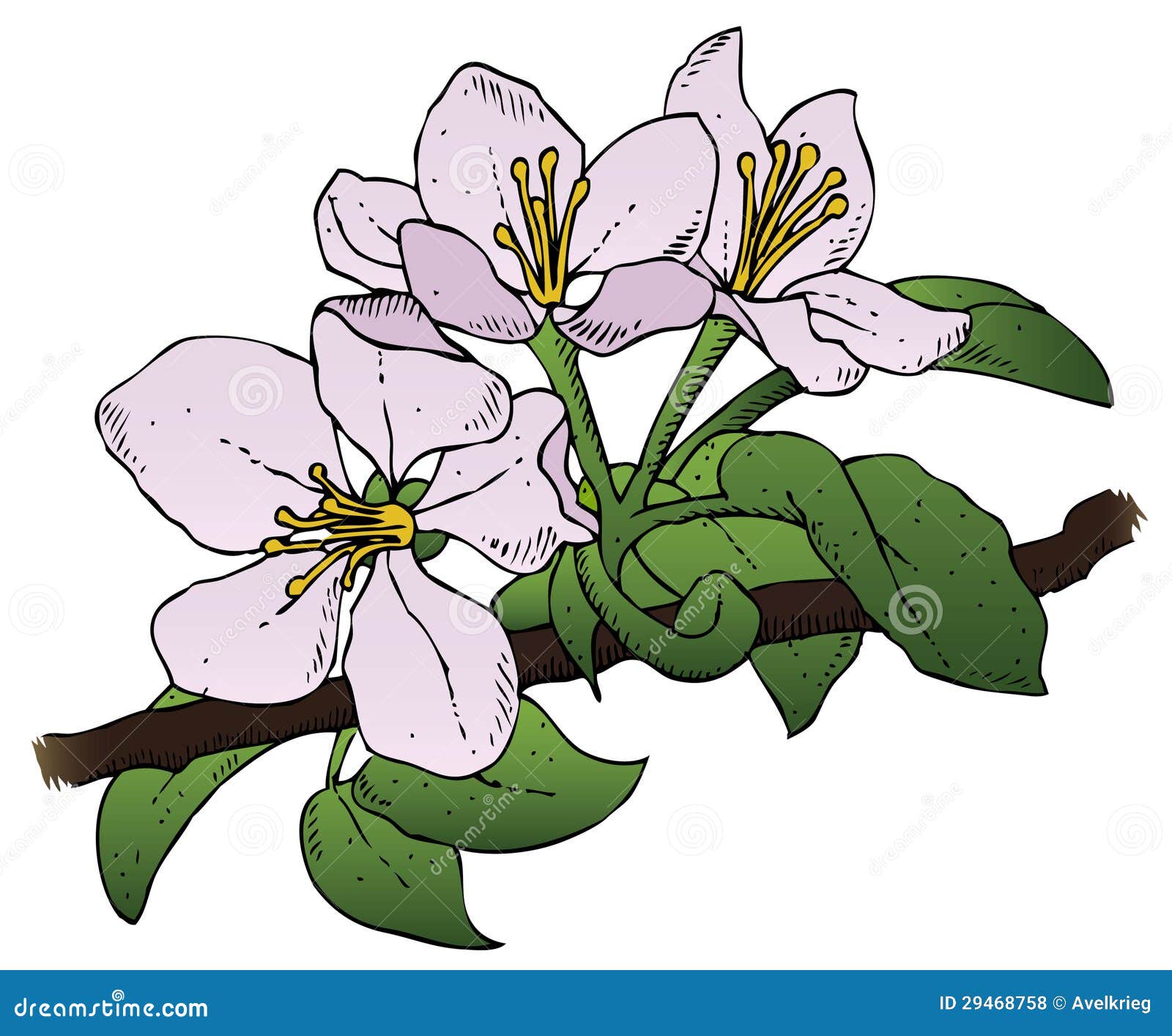 Apple Blossoms stock vector. Illustration of graphic 29468758