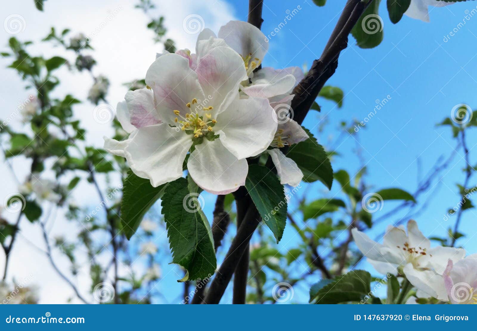 Apple Blossoms Apple Tree Branch With Flowers Against The Sky In Spring Stock Photo Image Of Beauty Garden Apple Blossoms Apple Tree Branch With Flowers Against The Sky In Spring Stock Photo Image Of Beauty Garden