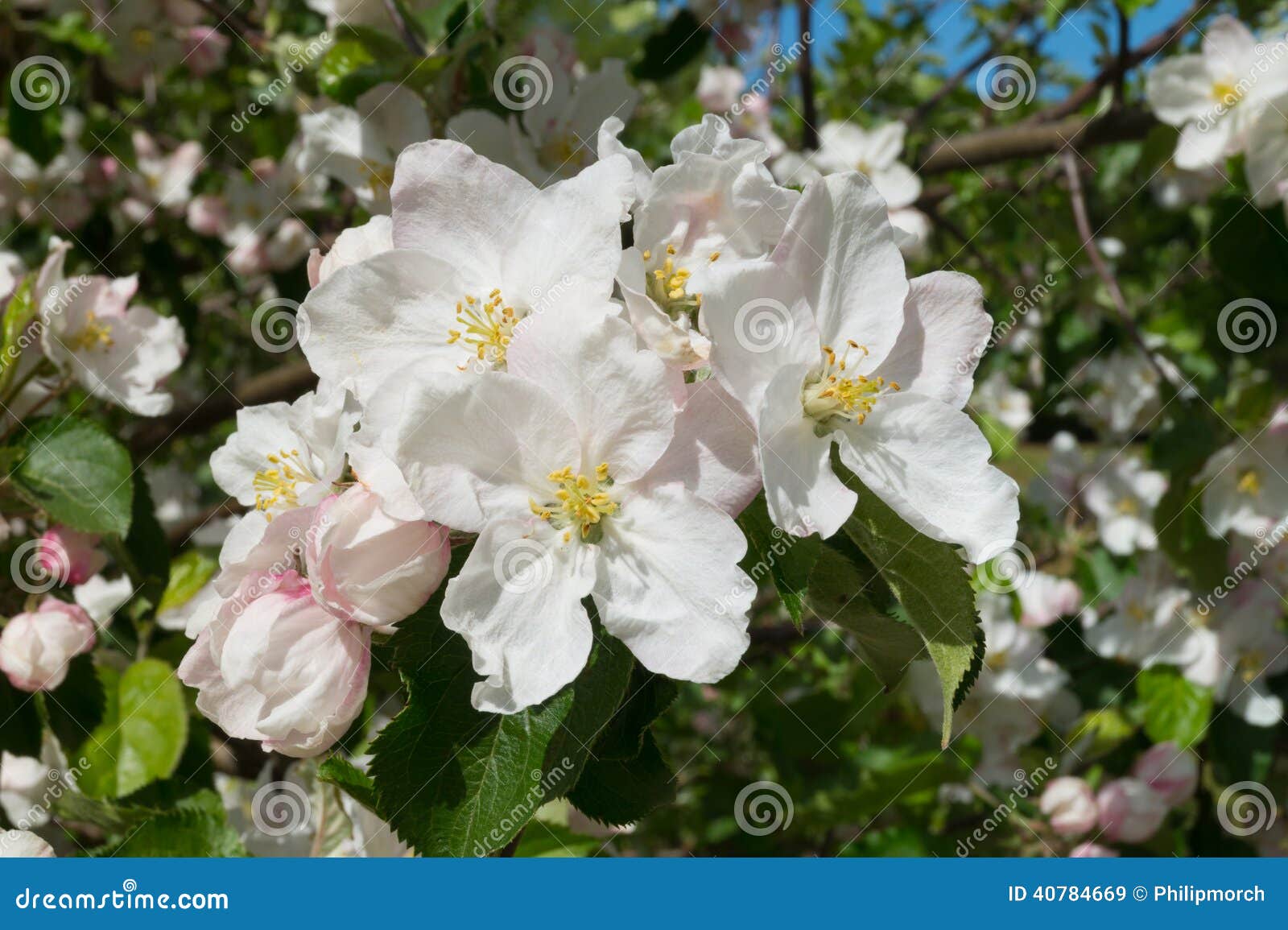Apple blossoms stock image. Image of blossoms, white 40784669