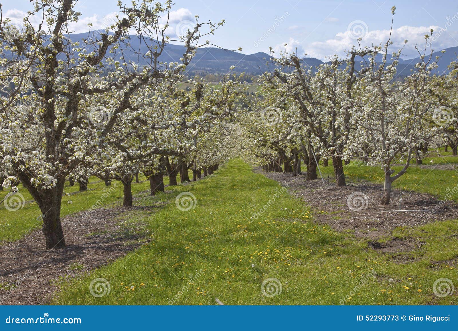 Apple-boomgaarden in Hood River Oregon. Gebied van de bloei van appelbomen in Hood River Oregon