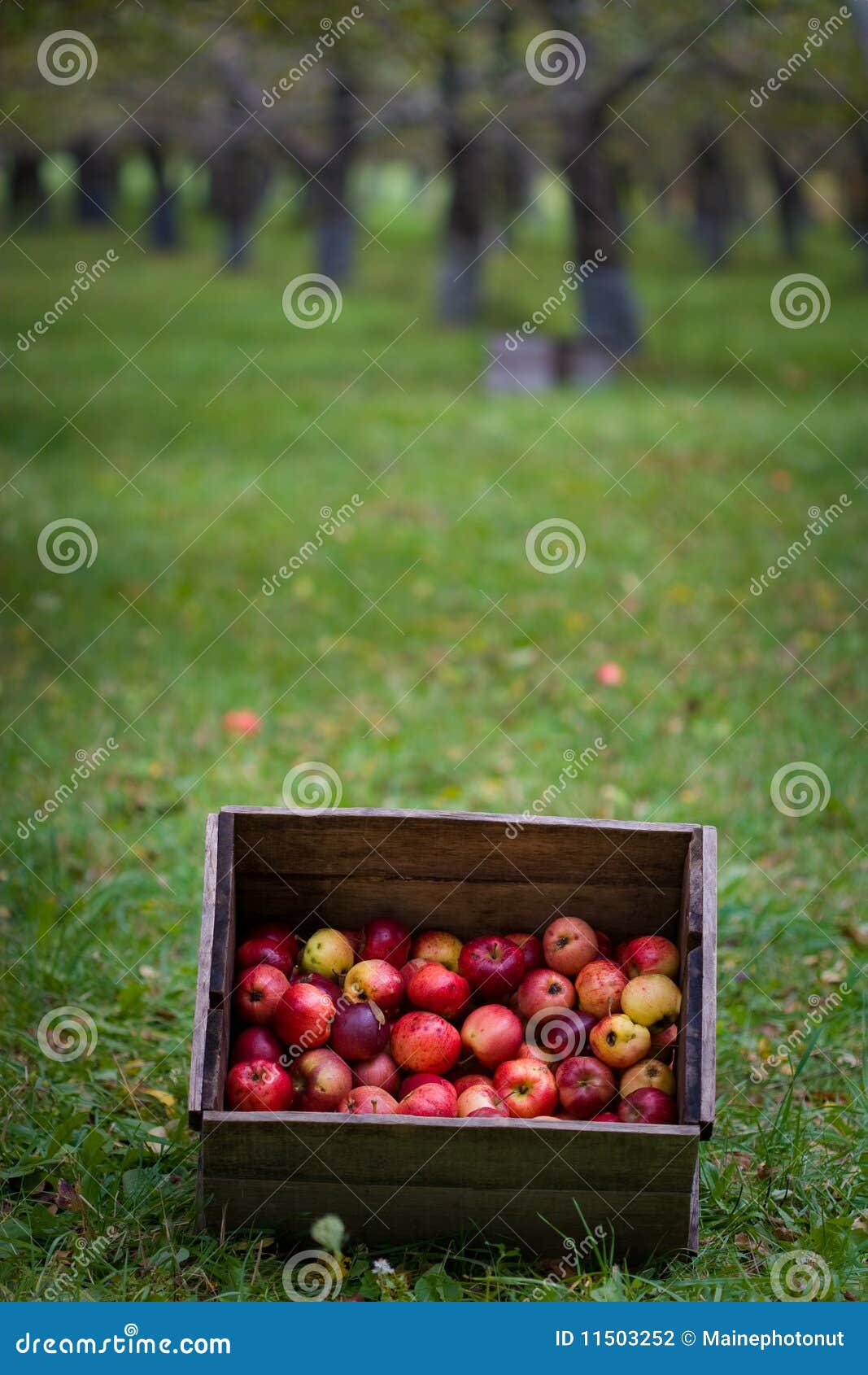 Apple Box stock photo. Image of pick, bushel, crate, apple 11503252
