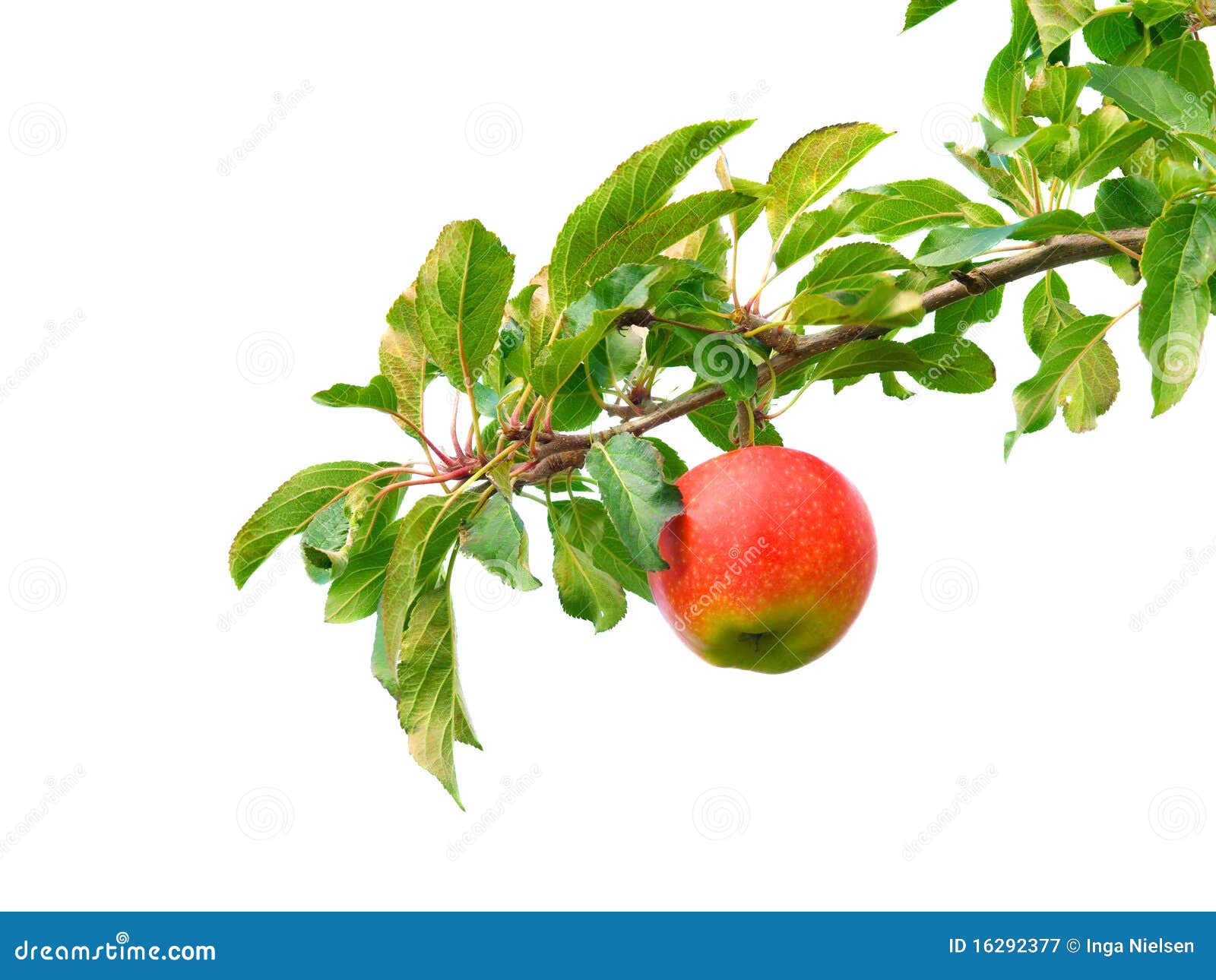 apple on branch