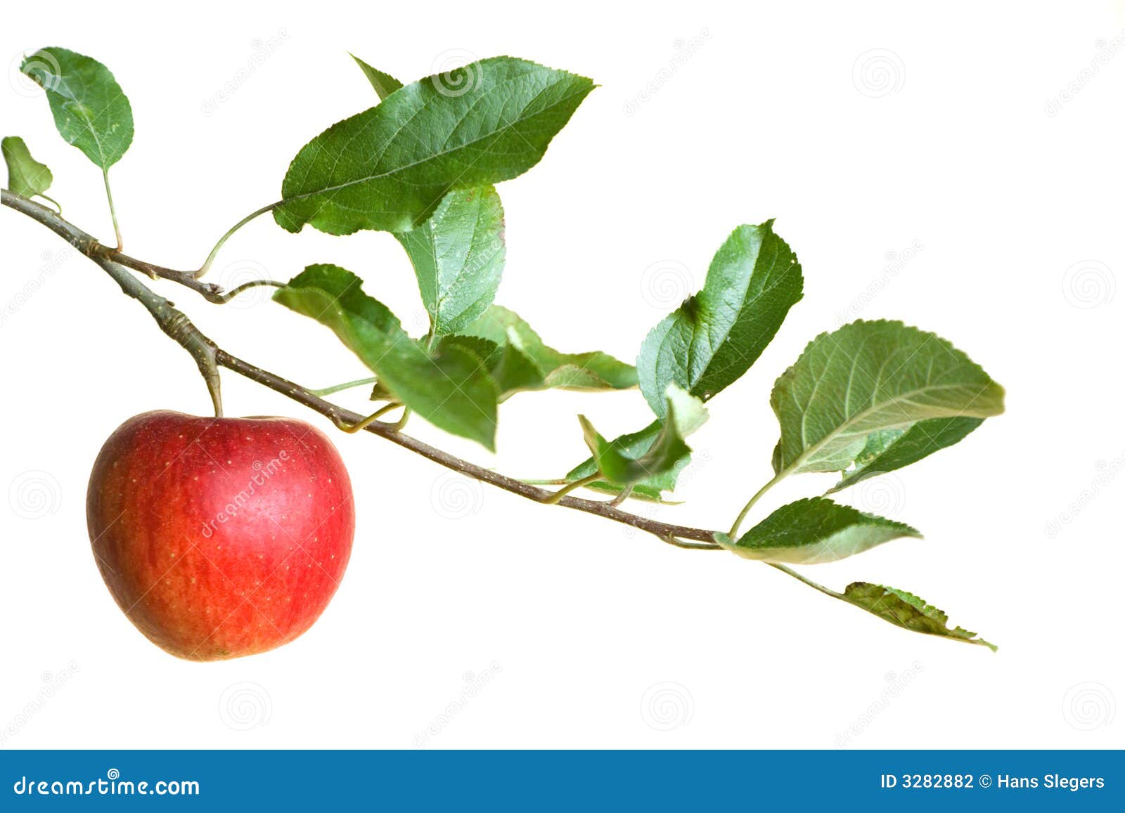 apple on a branch