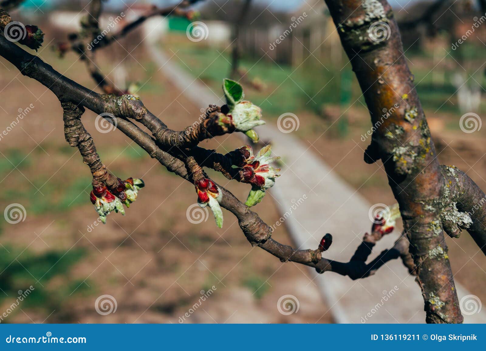 Apple Branch With Green Leaves New Leaves Bud Buds Apple Blossoms In Spring Pollination Trees In The Park Buds Are Stock Image Image Of Applle Beautiful Apple Branch With Green Leaves New Leaves Bud Buds Apple Blossoms In Spring Pollination Trees In The Park Buds Are Stock Image Image Of Applle Beautiful