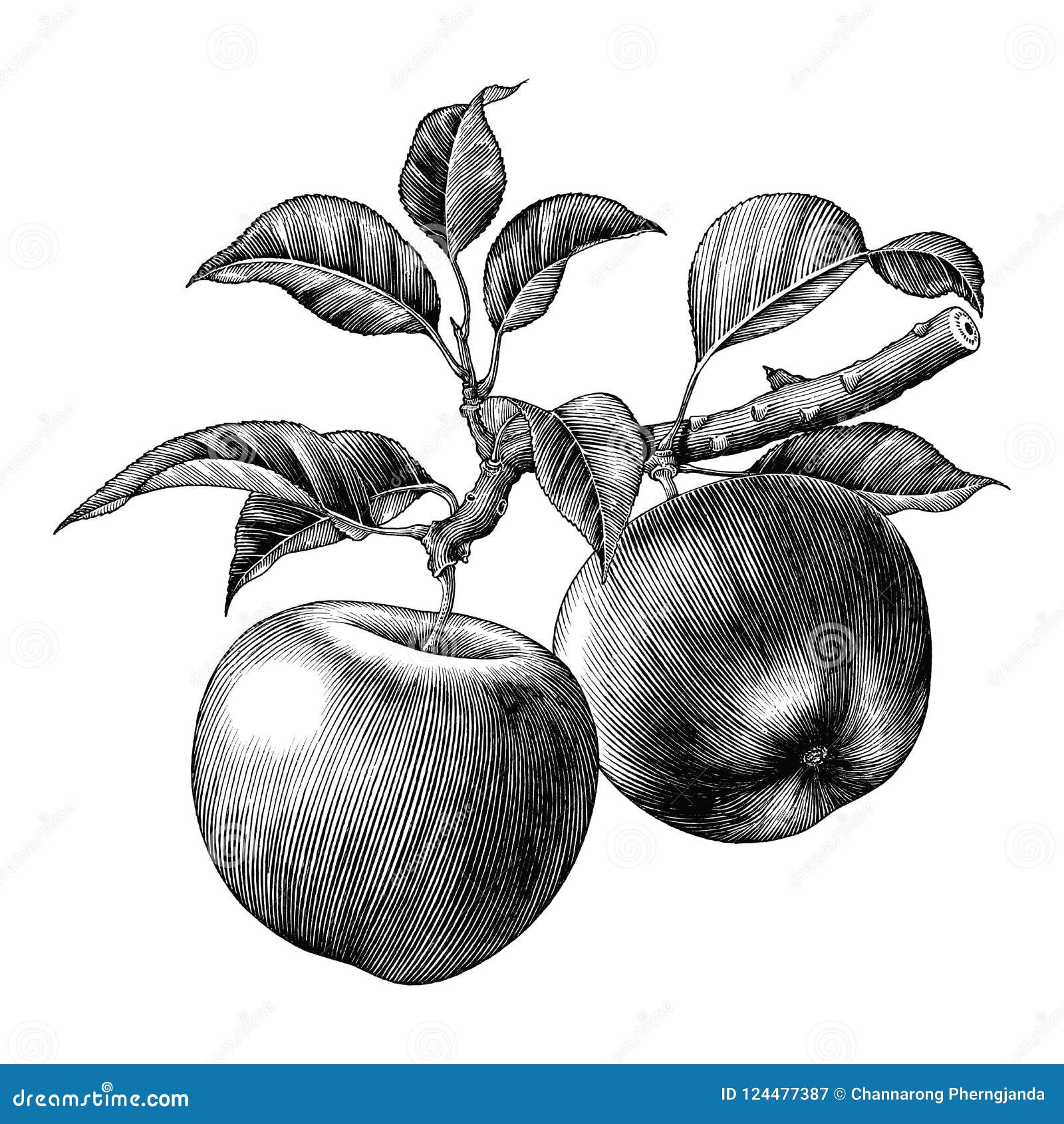 apple branch hand draw vintage clip art  on white background