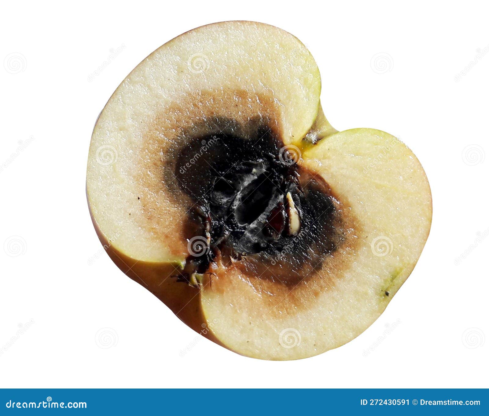 Apple (Browning) the Core is Shriveled and Black (Moldy Core) the