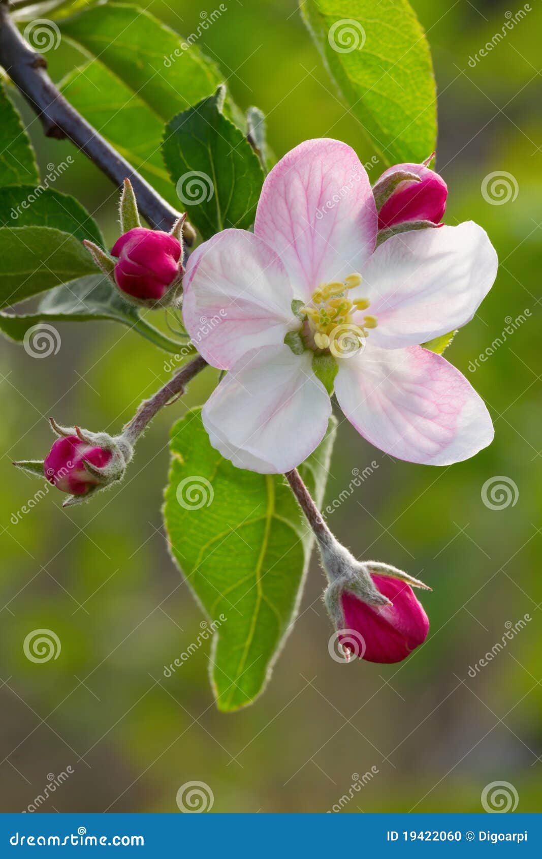 Apple flower stock photo. Image of bloom, fresh, beautiful 19422060