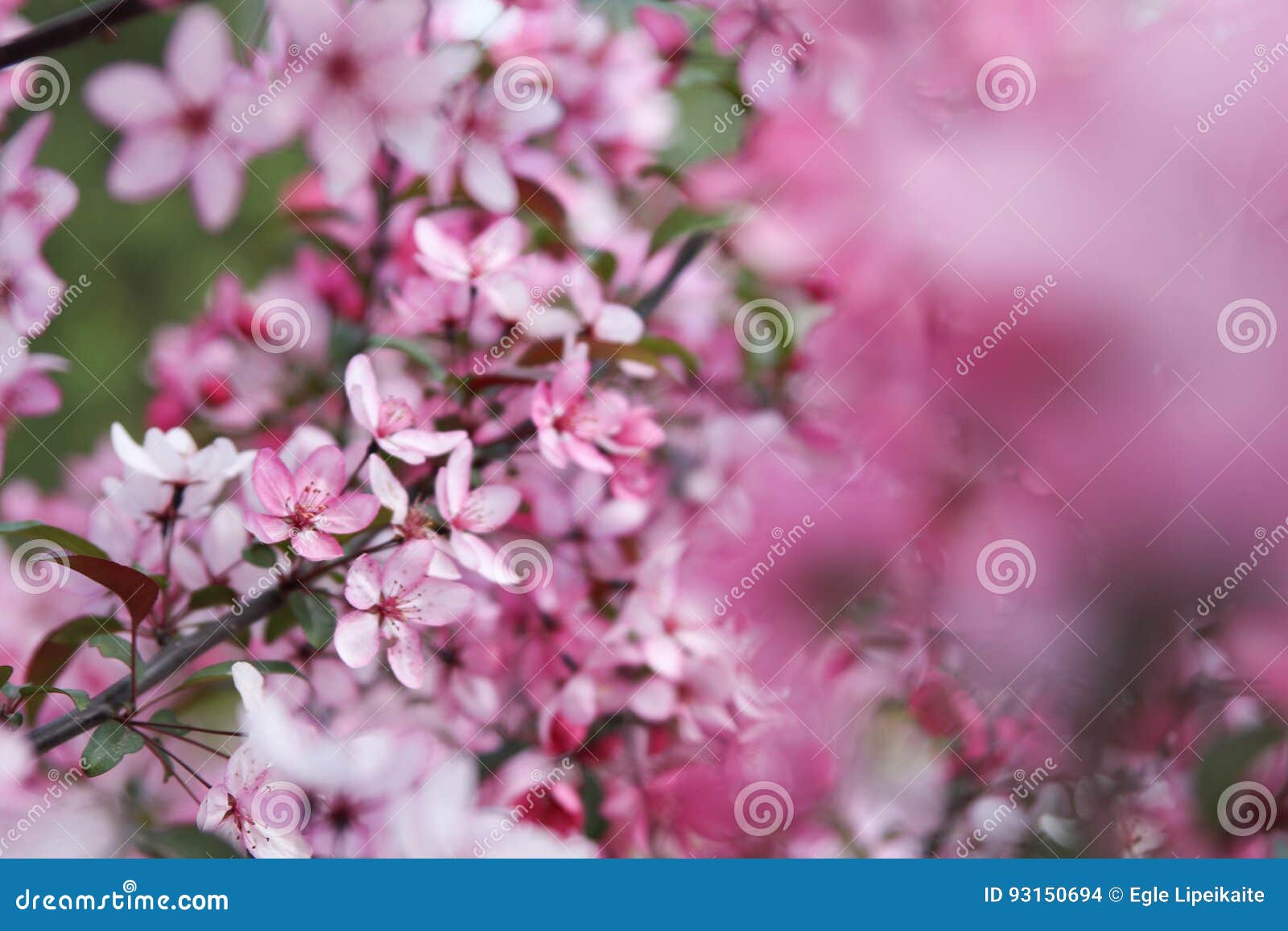 Apple flower background stock photo. Image of beauty 93150694