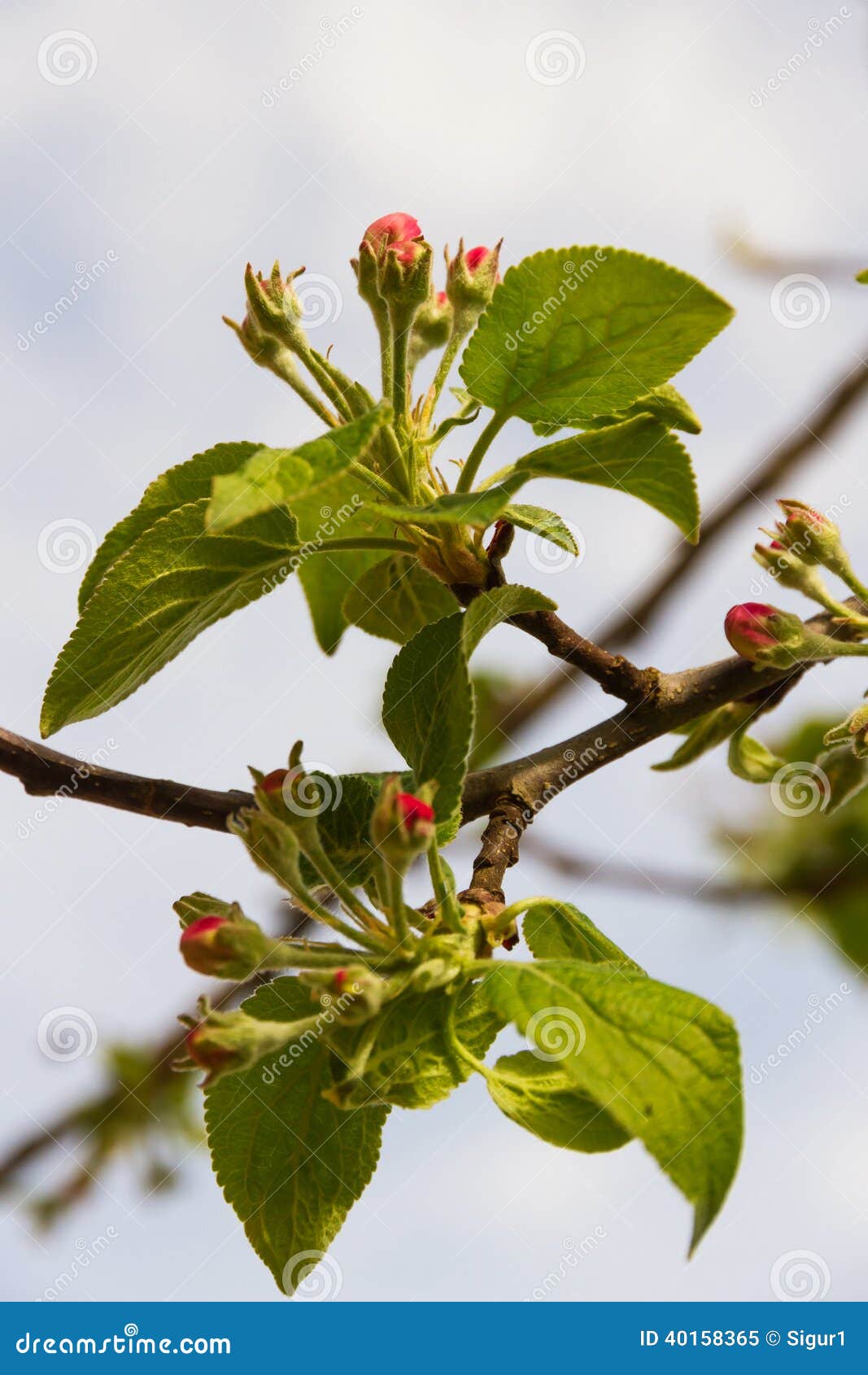 Apple flower bud stock image. Image of appearance, colorful 40158365