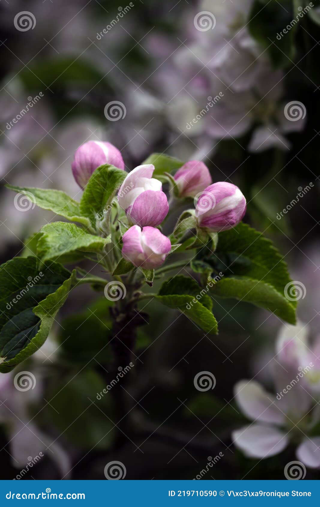 Apple Flower Buds in Spring Stock Photo Image of exterior, garden
