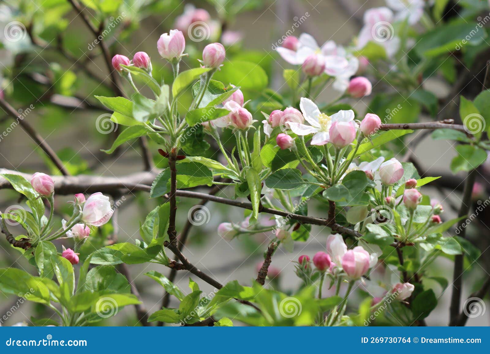 Apple Flower Buds at Spring Season Stock Photo Image of leaf, fruit