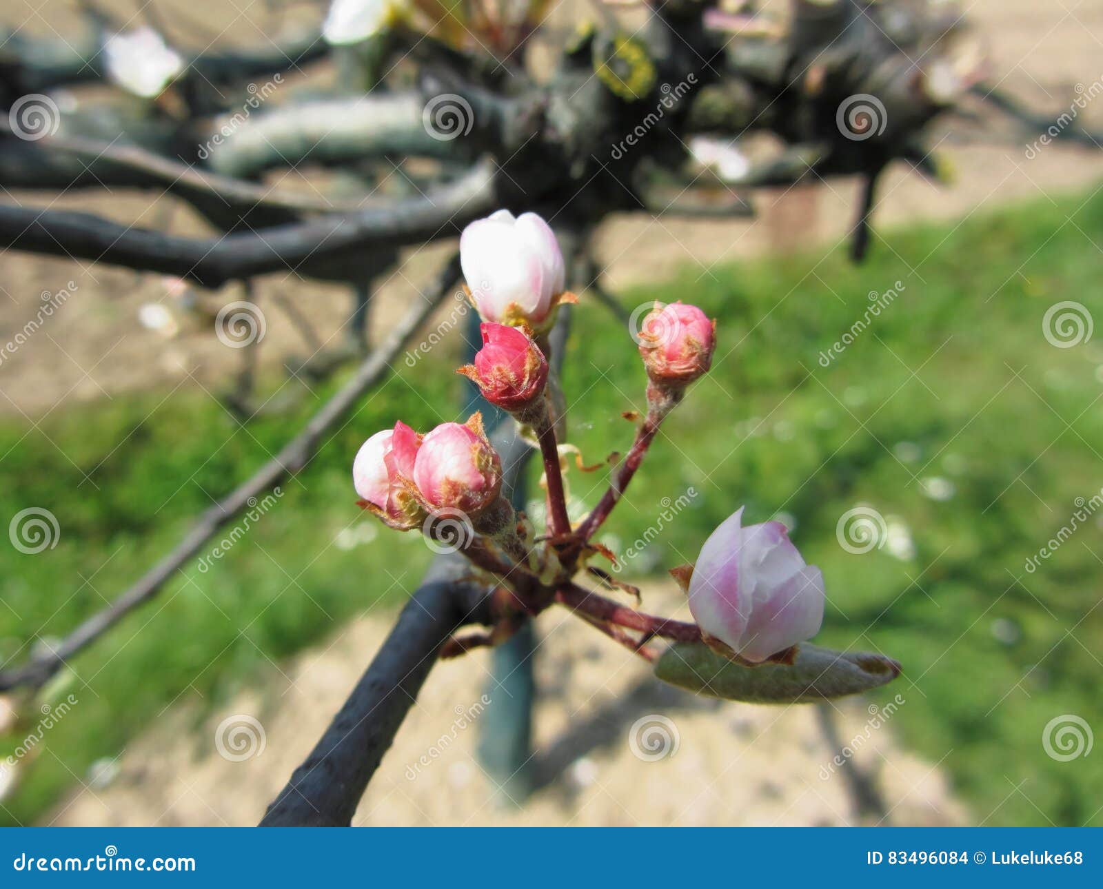 Apple Flower Closed Buds in Spring . Tuscany, Italy Stock Photo Image