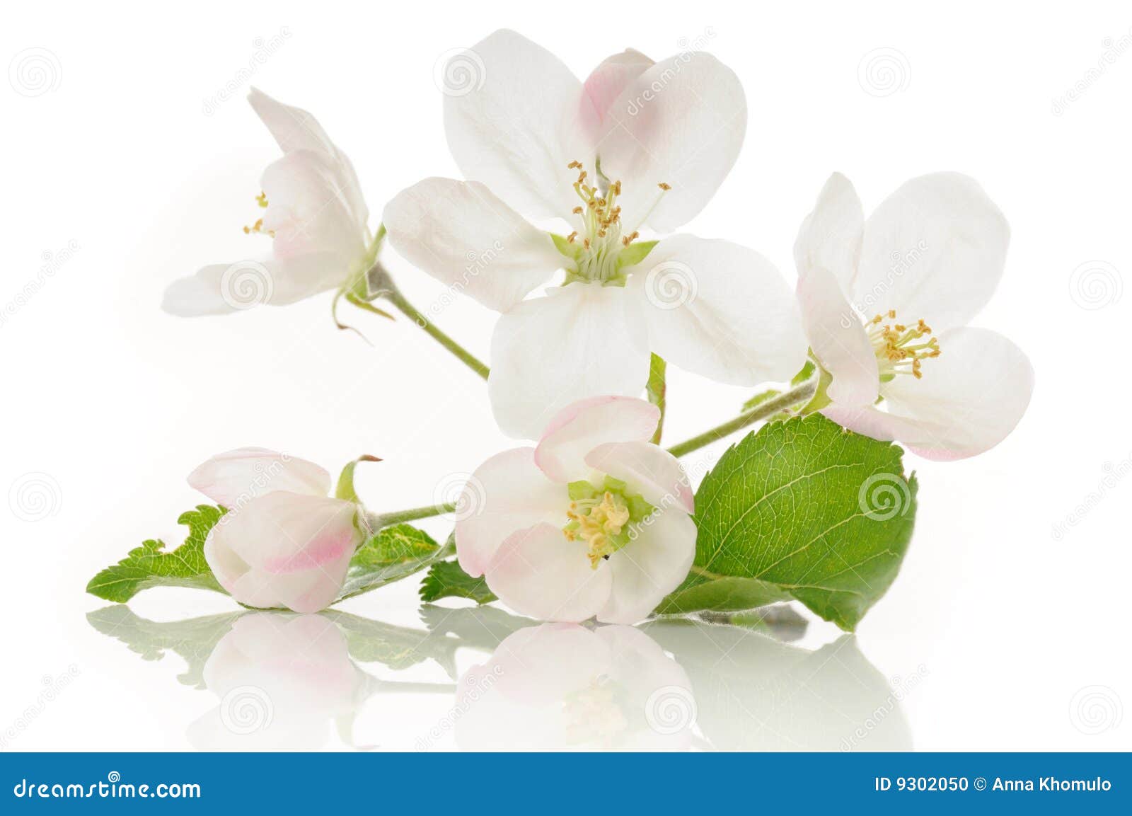 Apple flowers stock photo. Image of nature, floral, plant 9302050