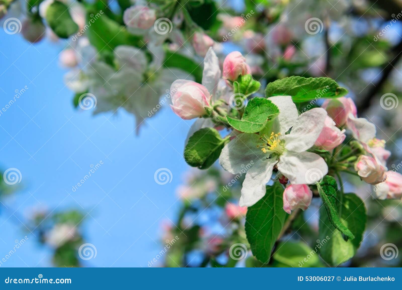 Apple flowers background stock image. Image of blooming 53006027